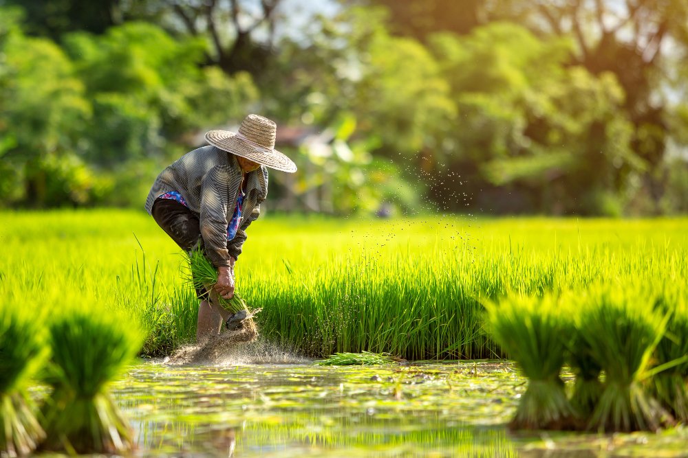 Pertanyaan Umum tentang Produk Kami: Dari Petani, Oleh Komunitas, untuk Dunia